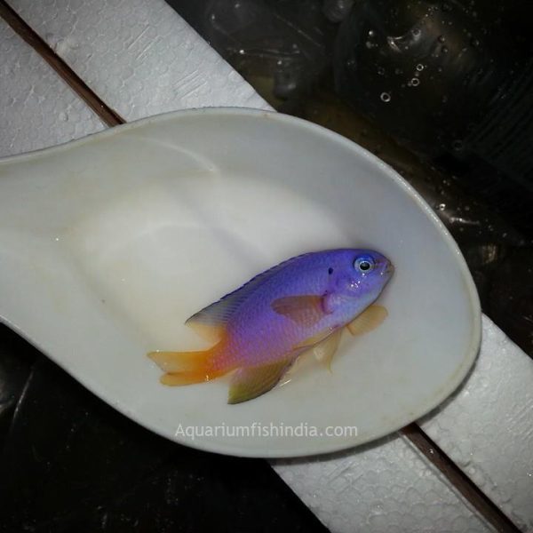 Yellowtail BlueDamselfish
