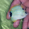 Bluestripe butterflyfish