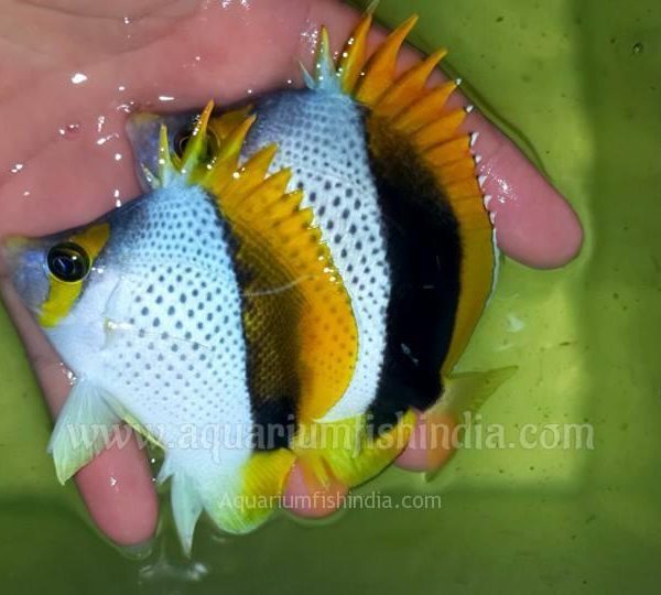 Declivis Butterflyfish