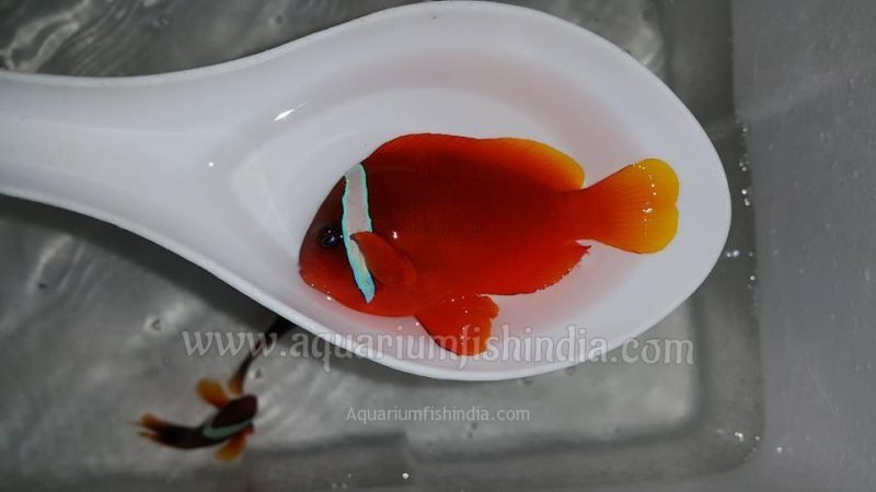 Tomato Clownfish