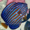 Blue-striped Angelfish