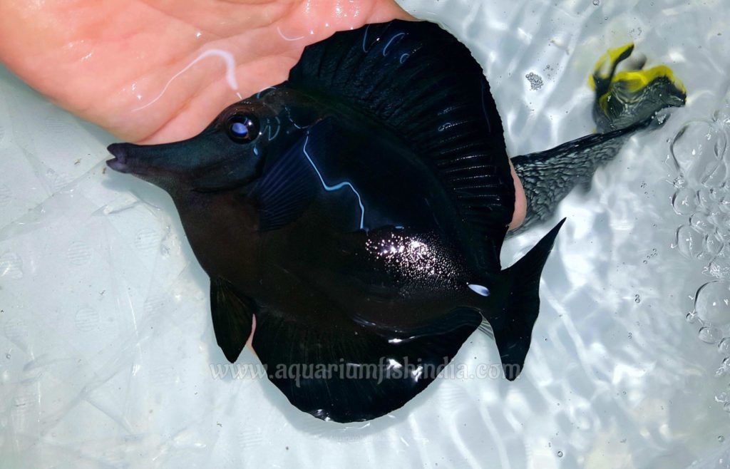 Black Longnose Tang - Imported marine aquarium fish for ...