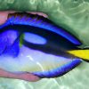 Yellow Belly Regal Blue Tang