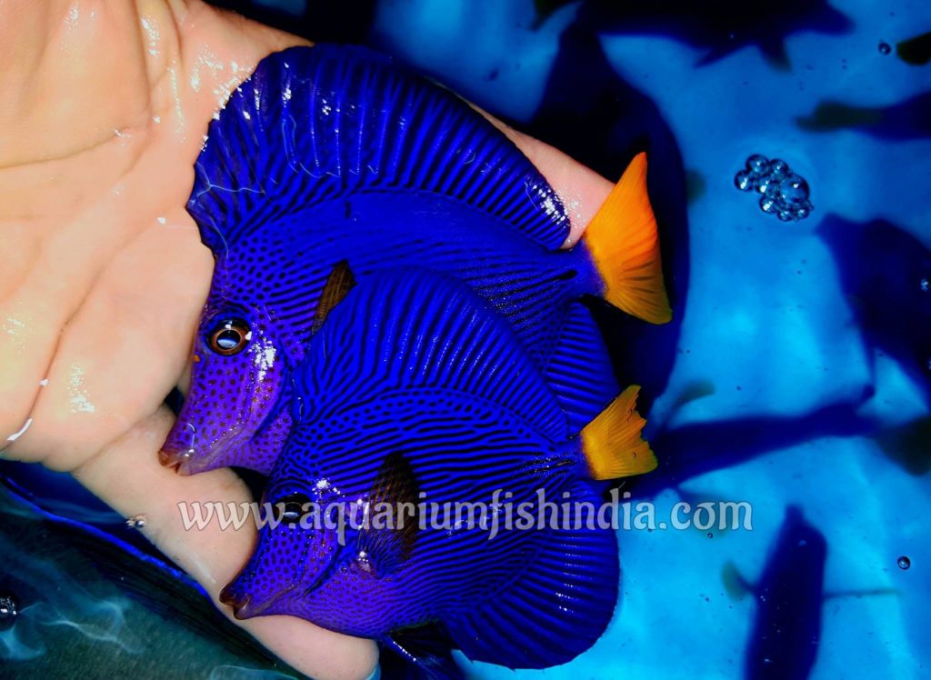Purple Tangfish for sale - rare exotic saltwater fish for ...
