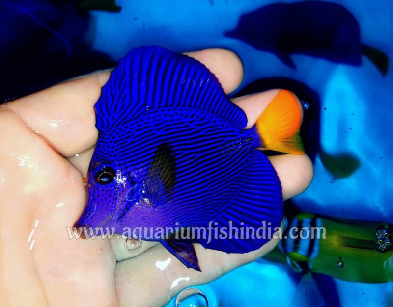 Purple Tangfish