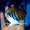 White-face Butterflyfish