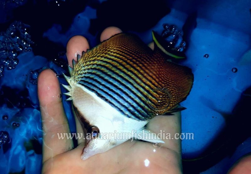 White-face Butterflyfish