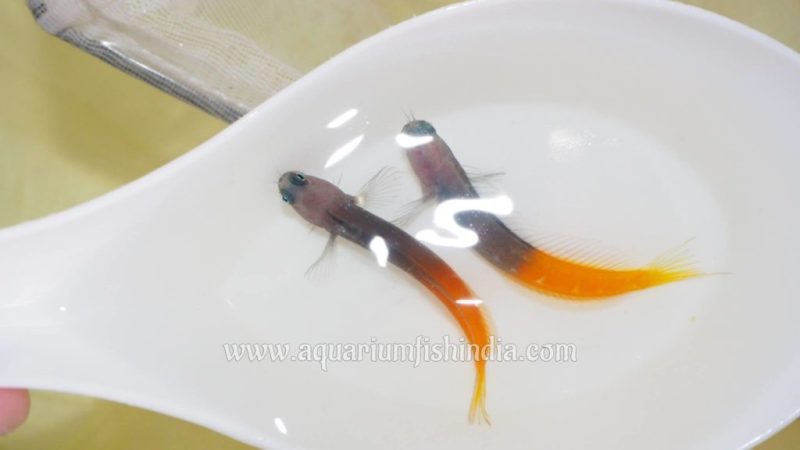 Bicolour Blennyfish (Red Tail)