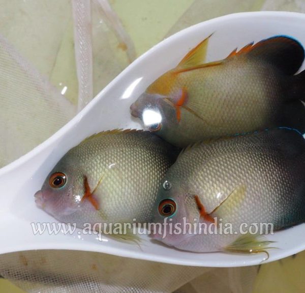 Pearl-Scaled Angelfish