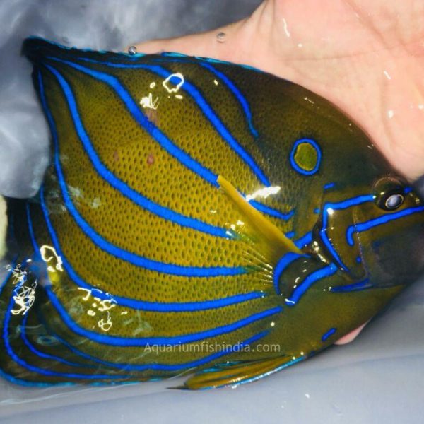 Bluering Angelfish