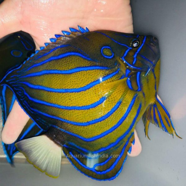 Bluering Angelfish