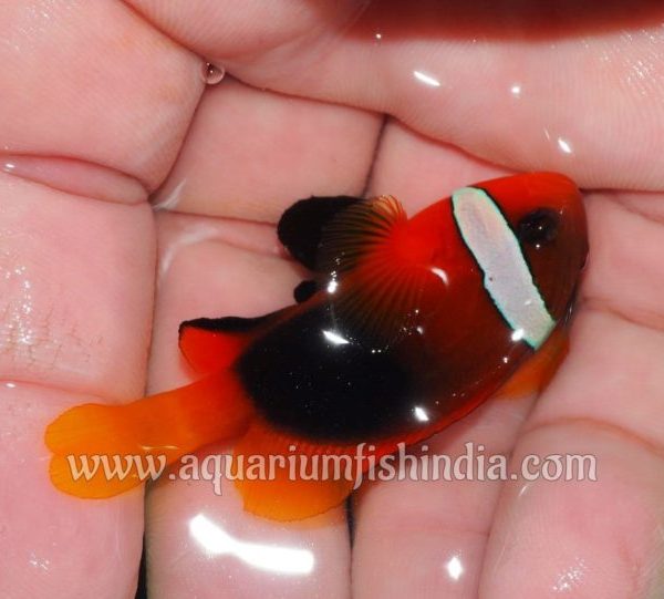 Black Tomato Clownfish