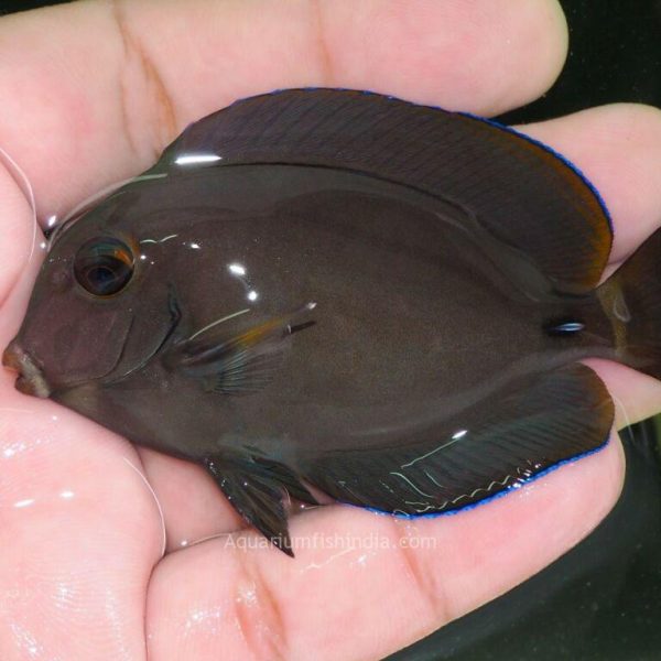 Mata Tang Fish