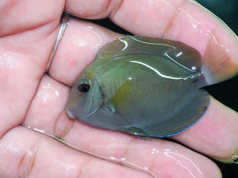 Mata Tang Fish