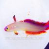 Flame Goby Fish