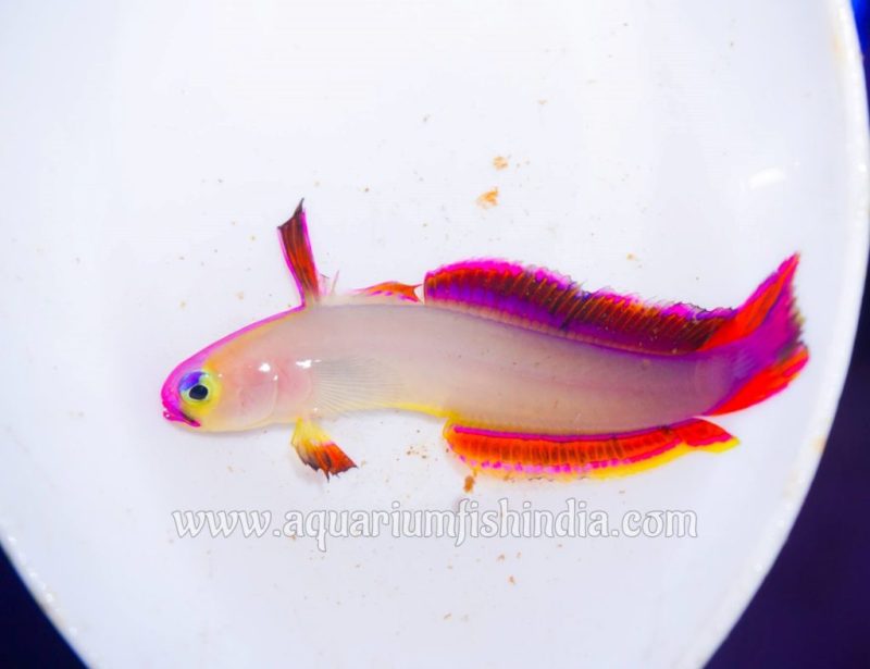 Flame Goby Fish