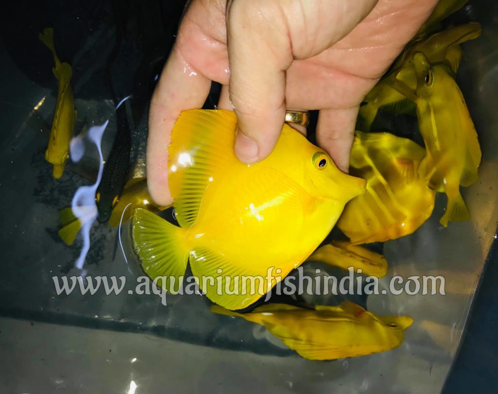 Yellow Hawaiian Tang - Imported marine aquarium fish from ...