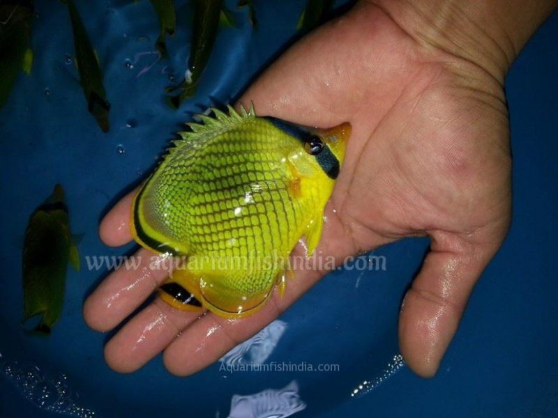 Lattice Butterflyfish