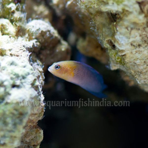 Dilectis Dottyback
