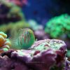 Green clown goby