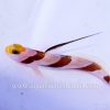 Filament-finned prawn goby