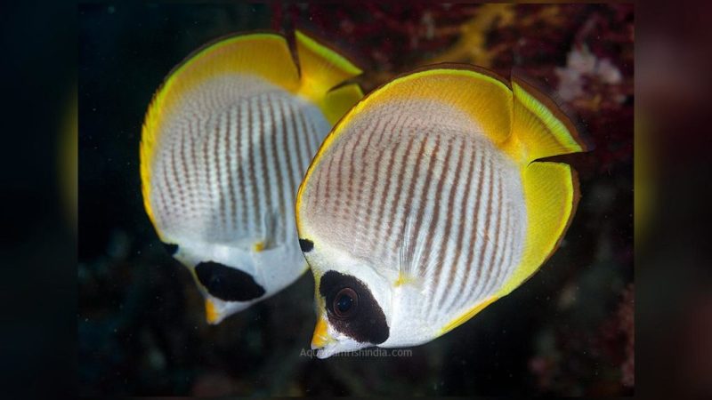 Bantayan Butterflyfish