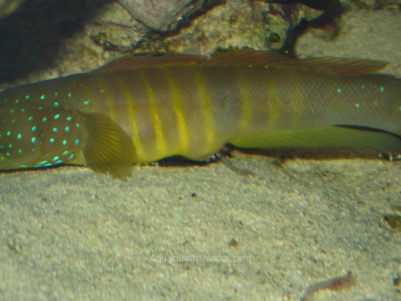 Bluespotted Watchman Goby