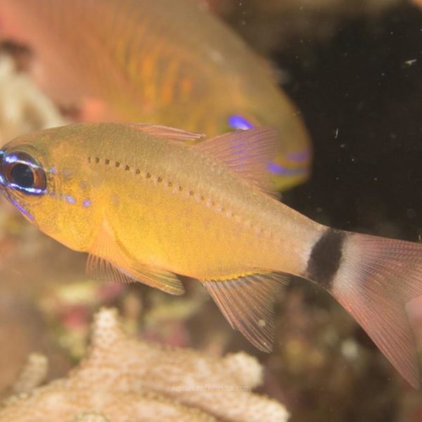 Bullseye cardinalfish