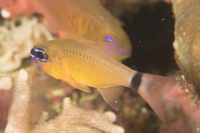 Bullseye cardinalfish