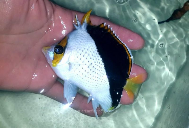 Burgess Butterflyfish