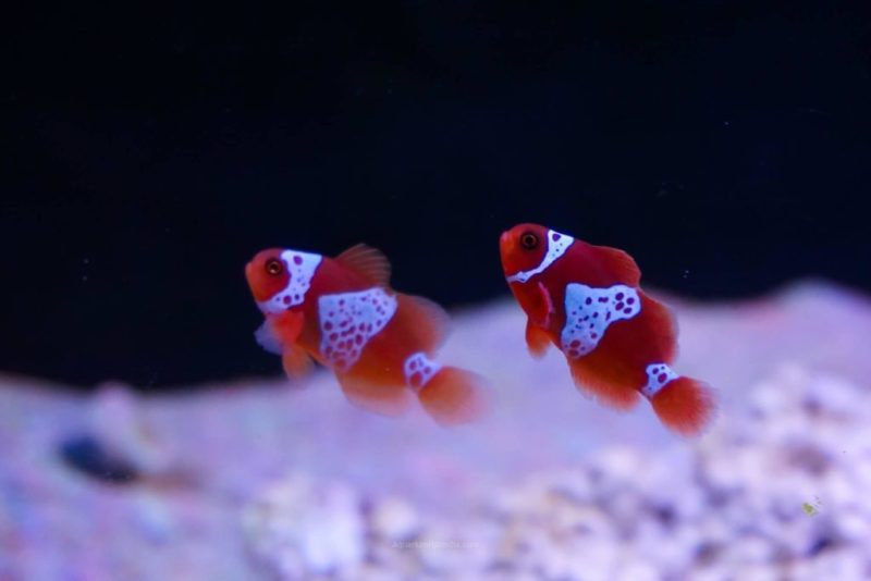 Lightning Maroon Clownfish