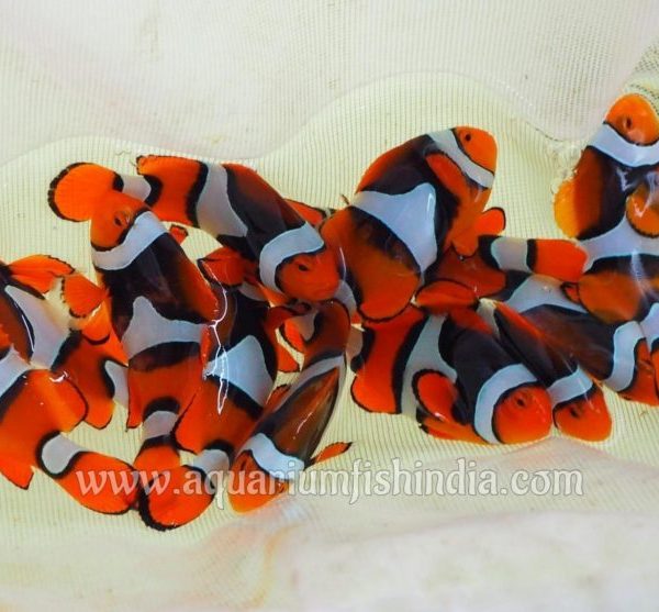 Black Onyx True Percula Clownfish