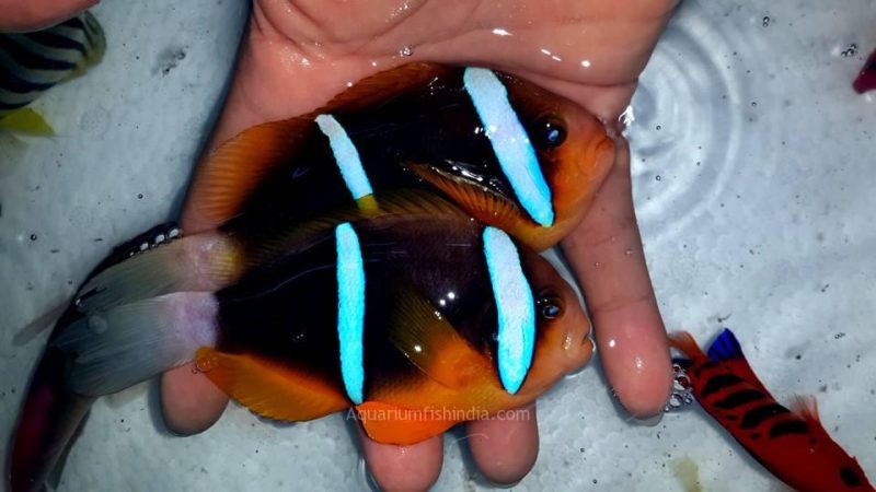 Two Banded Clownfish