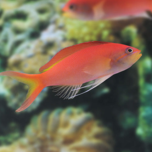 Red Anthias fish