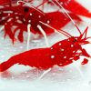 Blood Red Fire Shrimp