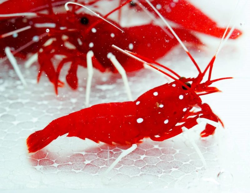 Blood Red Fire Shrimp