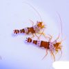 Sexy Anemone Shrimp