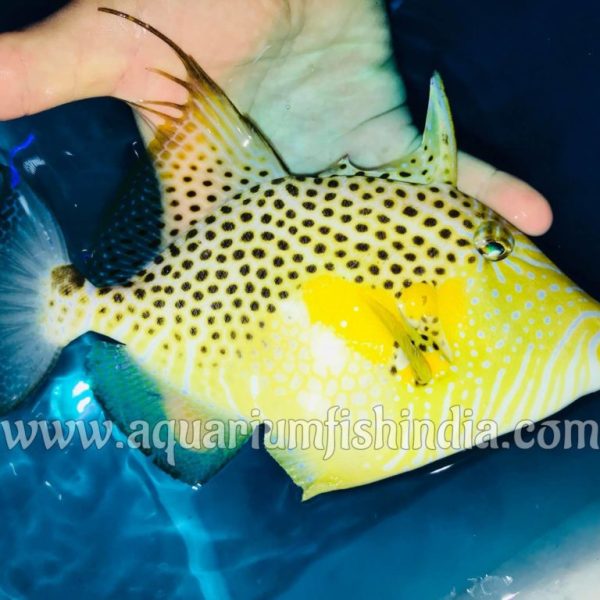 Golden Heart Triggerfish