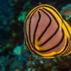 Scrawled butterflyfish