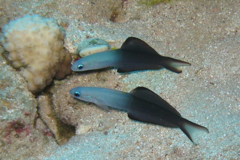 Blackfin dartfish