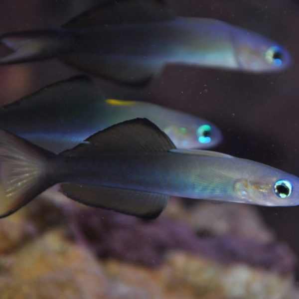 Blackfin dartfish