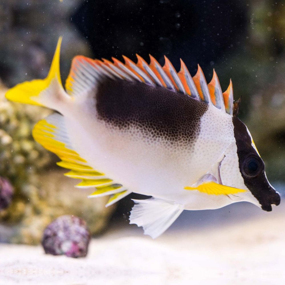 Magnificent-Foxface-for-the-reef-tank-aquarium.jpg