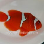 Red Maroon Clownfish