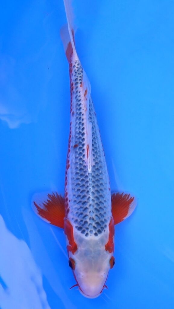 Asagi Koi fish