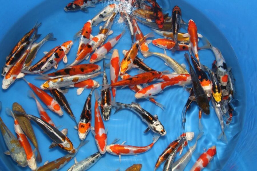 Buy Imported Japanese Small Koi Fish Online India - Aquarium Fish India