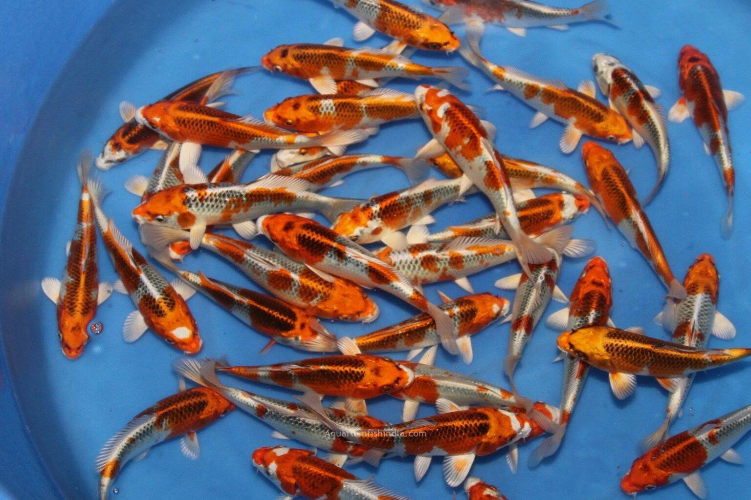 Buy Imported Japanese Small Koi Fish Online India - Aquarium Fish India