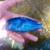 Blue Dolphin Cichlid