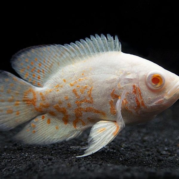 Albino Oscar fish