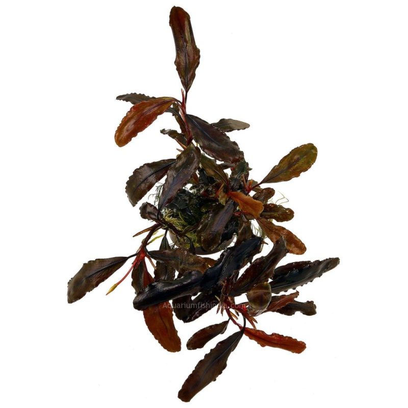 Bucephalandra sp. quot Black Leafquot