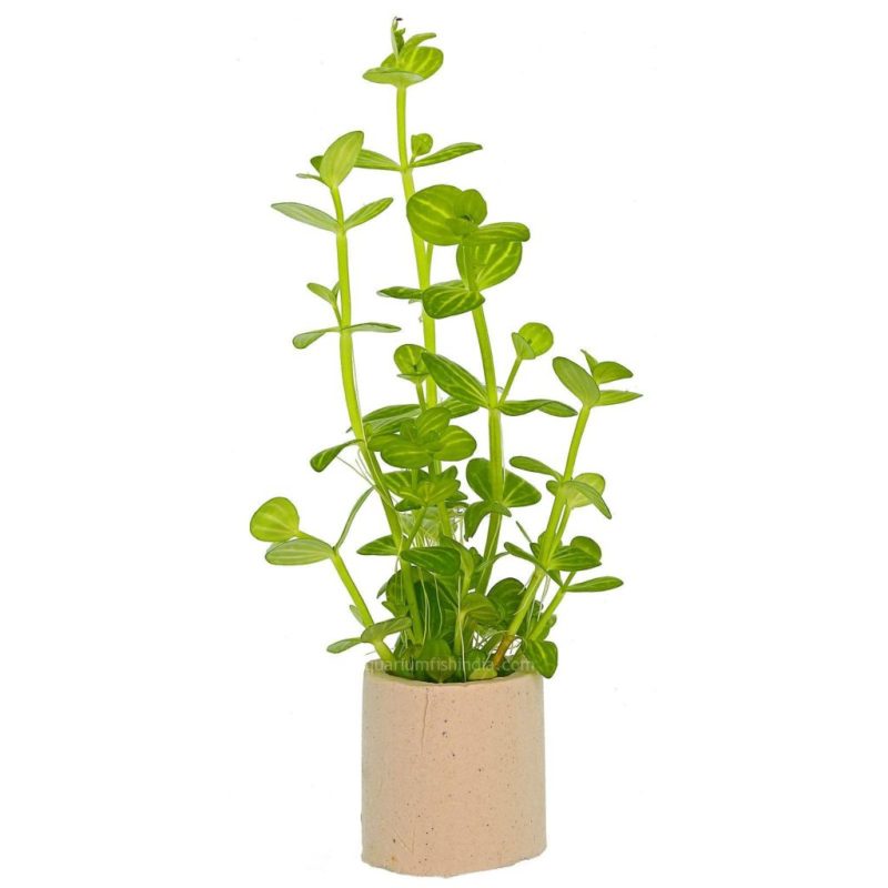 Lindernia rotundifolia Variegated 1